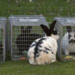 a couple rabbits inside humane traps