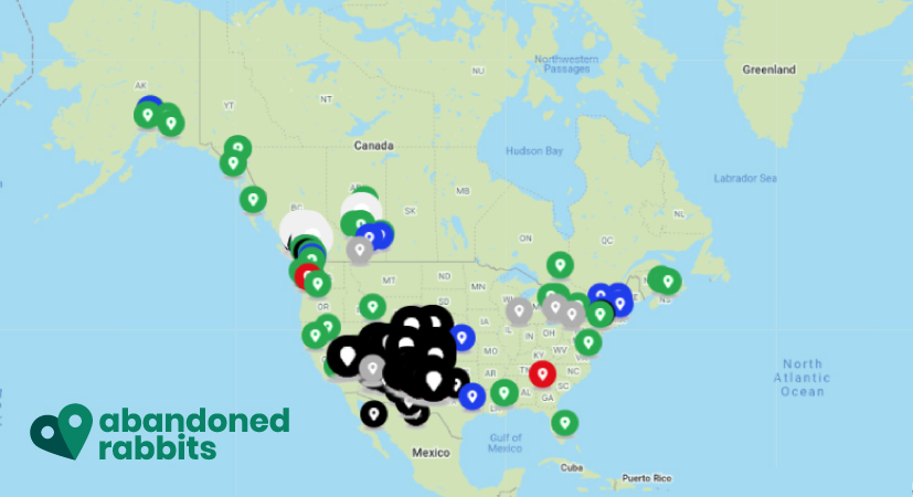 Abandoned Rabbits Tracking Advocating For Abandoned Pet Rabbits